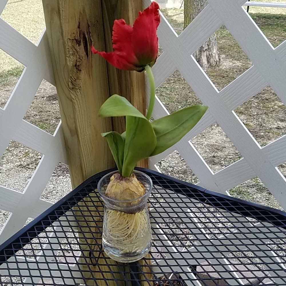 Spring Flower & Vase - Picture 4 of 4